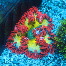Ultra Rock Flower Anemone