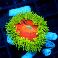 Ultra Rock Flower Anemone