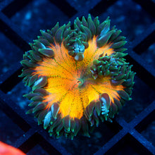 Rainbow Rock Flower Anemone