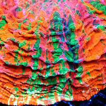 Ultra Orange Acanthophyllia