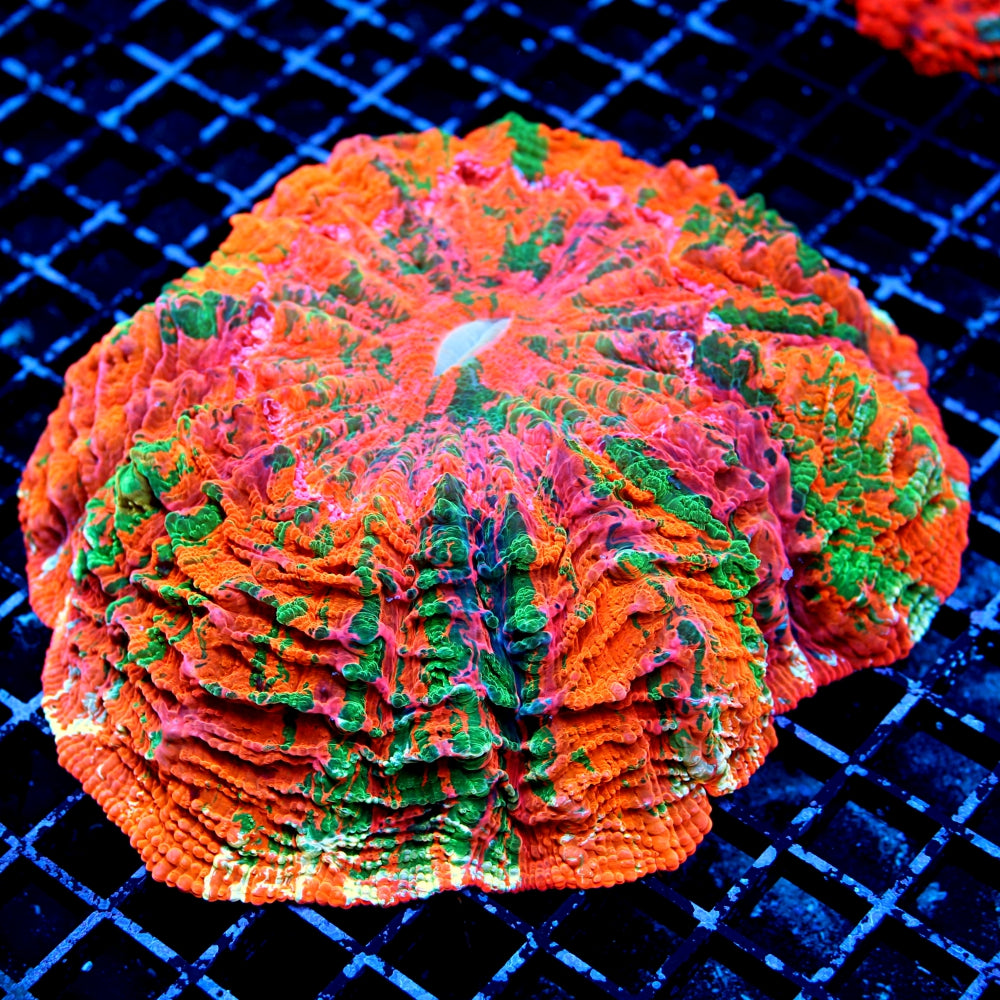 Ultra Orange Acanthophyllia