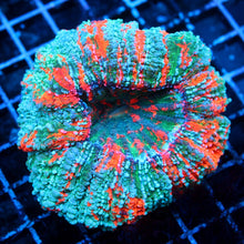 Ultra Acanthophyllia