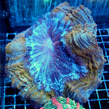 Joe's Acanthophyllia