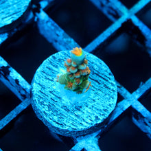 RR Orange Passion Acro