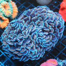 Blue Tip Gold Hammer