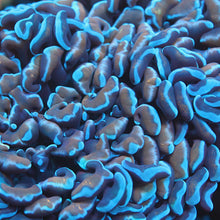 Blue Tip Gold Hammer