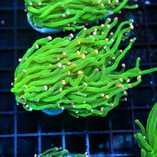 Toxic Green Pink Tip Torch