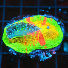 Bleeding Apple Scoly