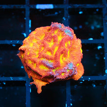 Jack O Lantern Lepto