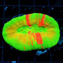 Bleeding Apple Scoly