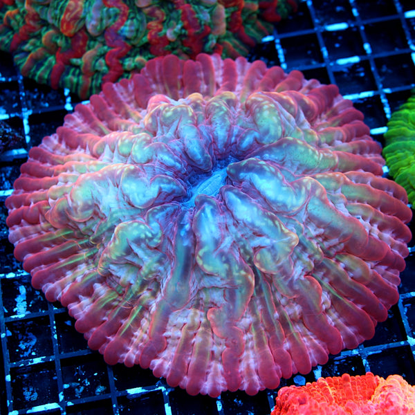 Rainbow Indophyllia – Blue Seas Aquariums