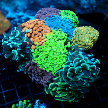Rainbow Hammer Colony