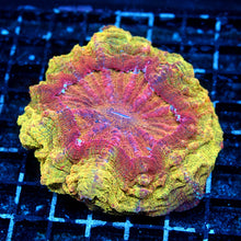 Tequila Sunrise Acantho