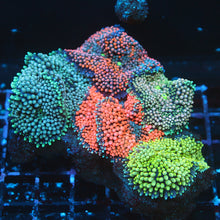 Ricordea Florida Combo Rock