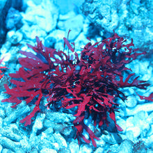 Pom Pom Gracilaria Macroalgae