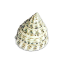 White Trochus Snail