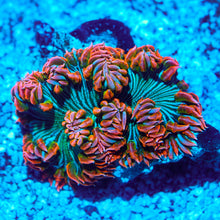 Ultra Rock Flower Anemone