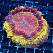 Tequila Sunrise Acantho