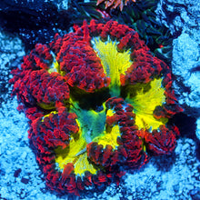 Ultra Rock Flower Anemone