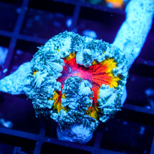 Ultra Rock Flower Anemone