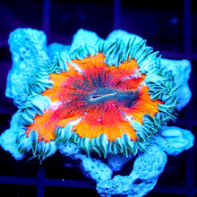 Rainbow Rock Flower Anemone