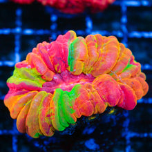 Seventh Wonder Cynarina