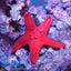 Red Chocolate Chip Starfish ( Rare )